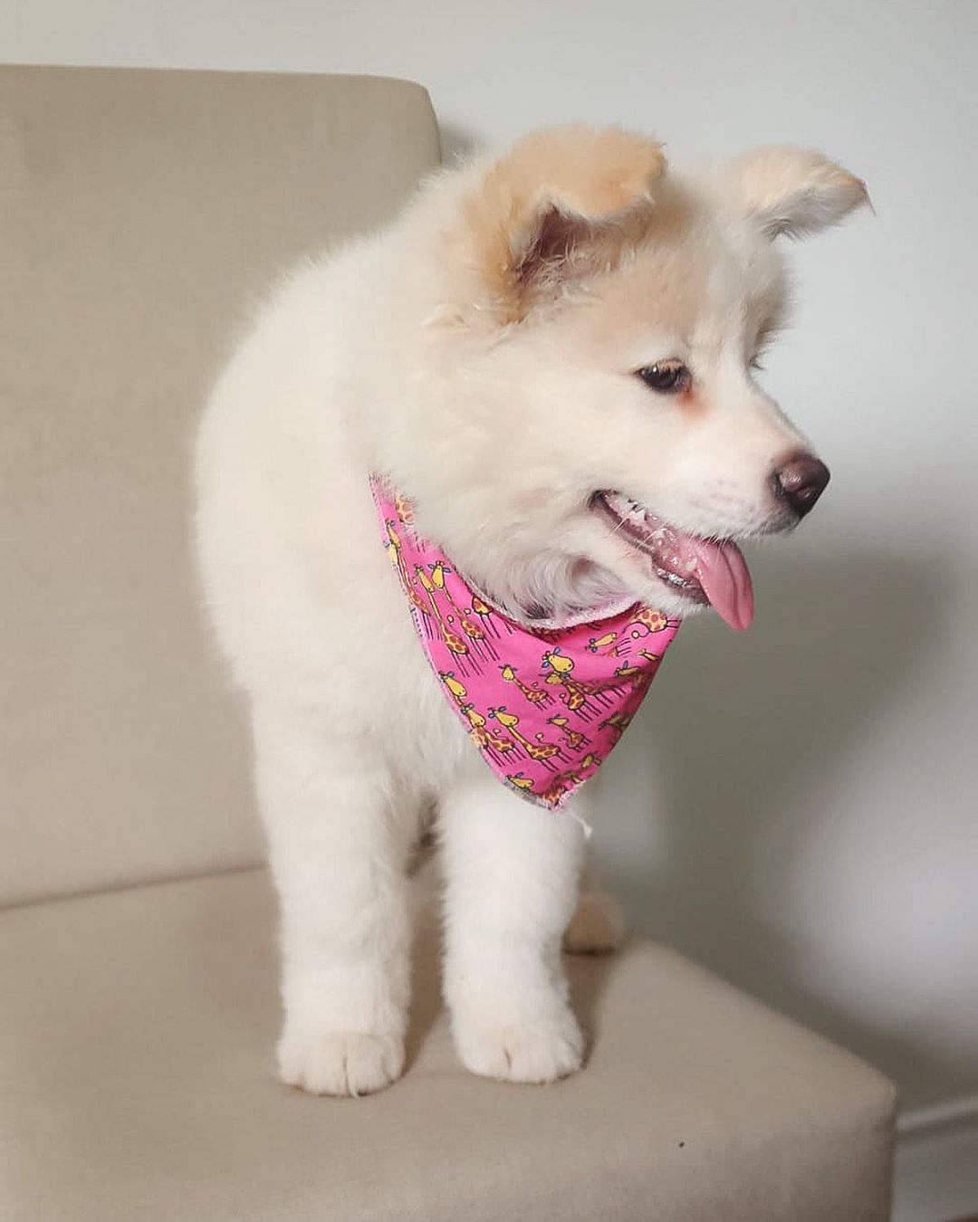 Akita